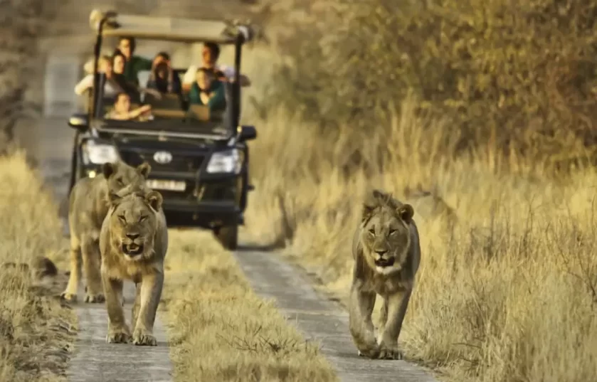 african safari kruger national park