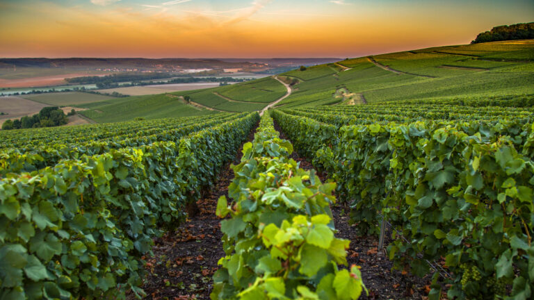 Exploring the Champagne Region