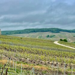 Chavot Courcort Wine Fields
