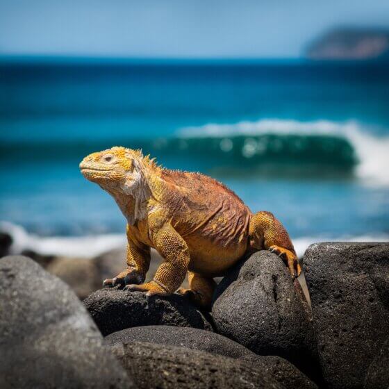 The Galapagos Islands